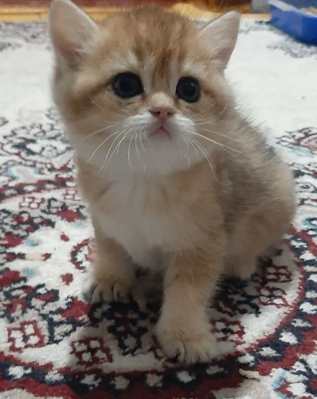 oltin chinchilla ny12 urg‘ochi mushukcha 2