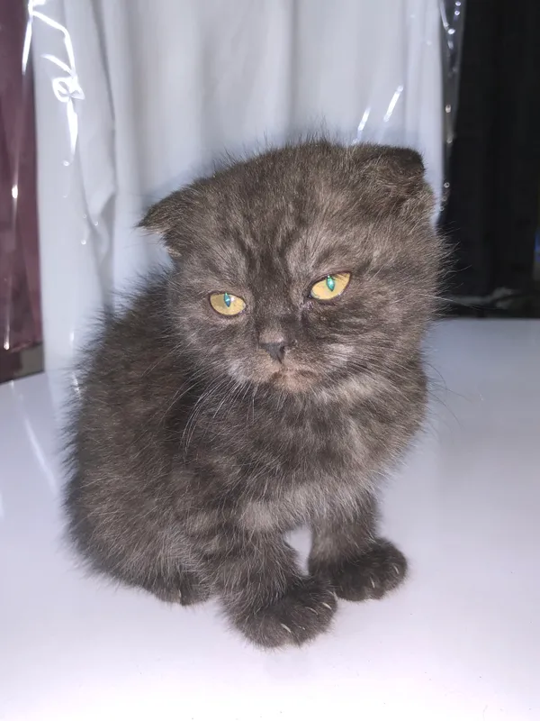 Scottish fold mushuk — фото 2