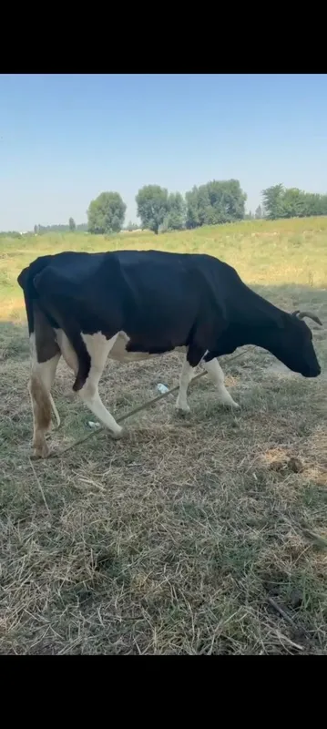 Ona bola sigir sotiladi 1 Ona bola sigir sotiladi 1