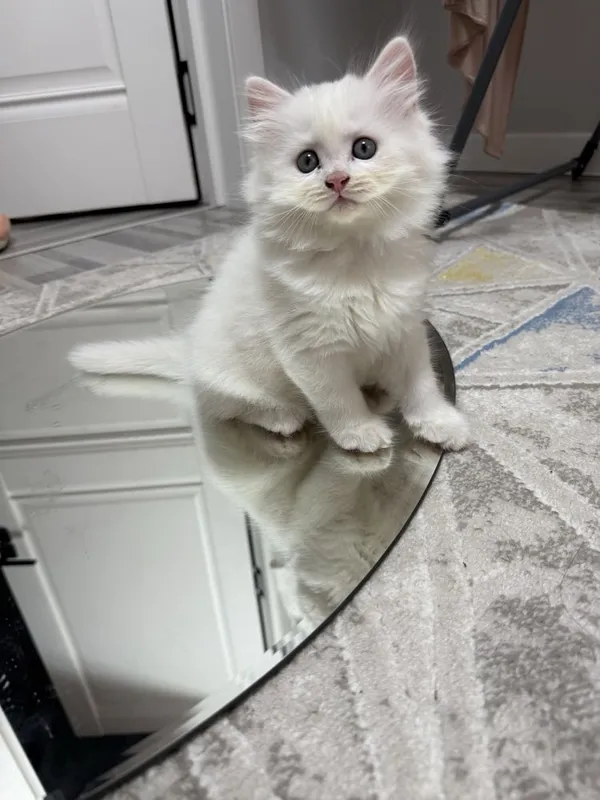 Котик шиншилла Фолд 2 месяцев 3 Котик шиншилла Фолд 2 месяцев 3