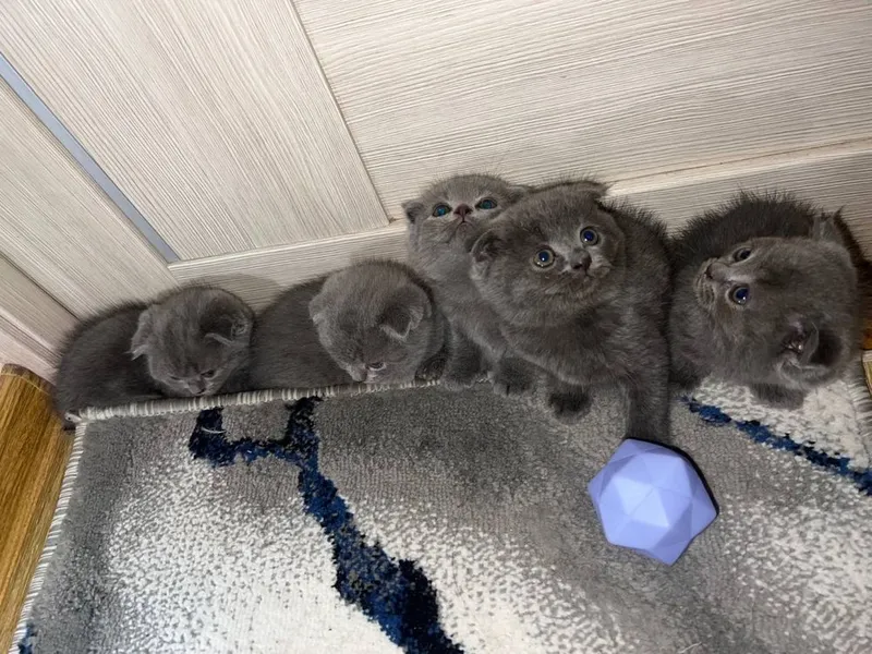 Британские котята 1 Британские котята 1