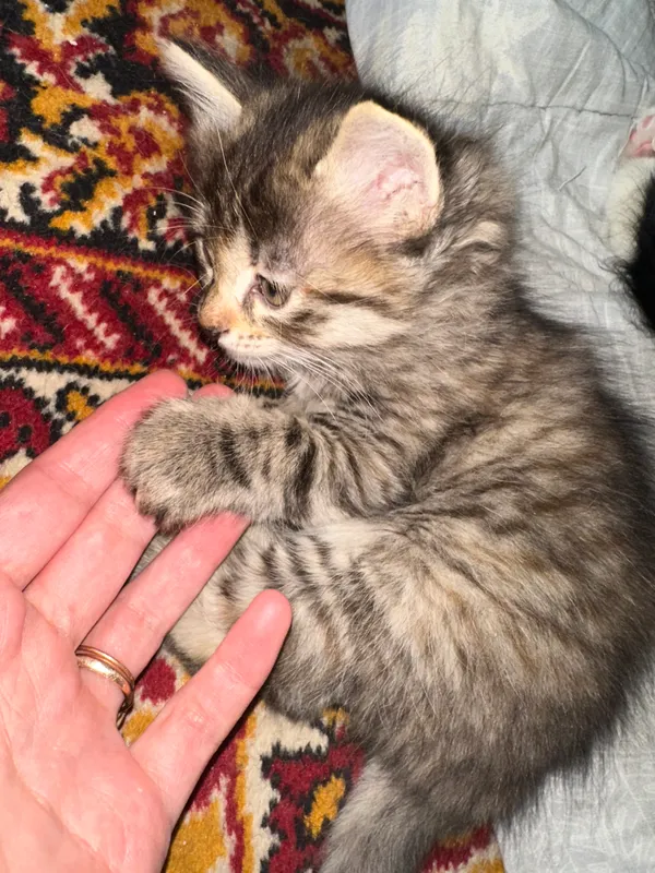 Котёнок (девочка) (с пушистой шерстью) 9