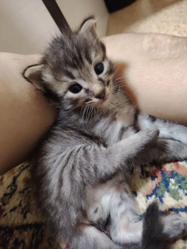 СРОЧНО ОТДАЁМ котята в добрые руки, 5 штук!!! 6 СРОЧНО ОТДАЁМ котята в добрые руки, 5 штук!!! 6