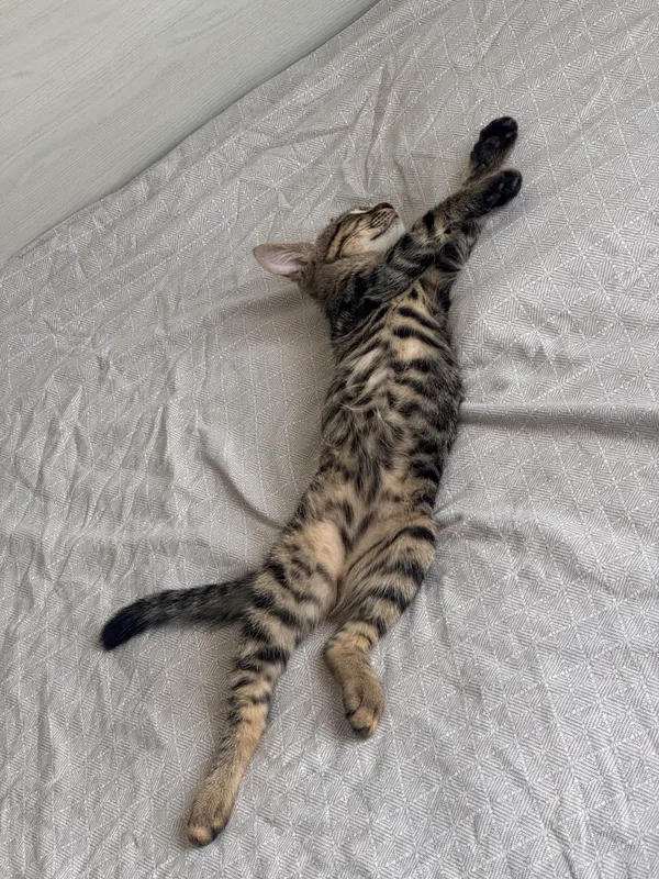 Ищу дом для котика — фото 1 Ищу дом для котика — фото 1