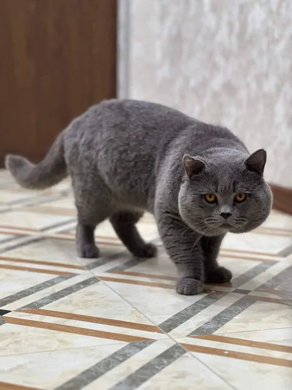 Продаются чисто кровные котята от правильной вьязки — фото 5