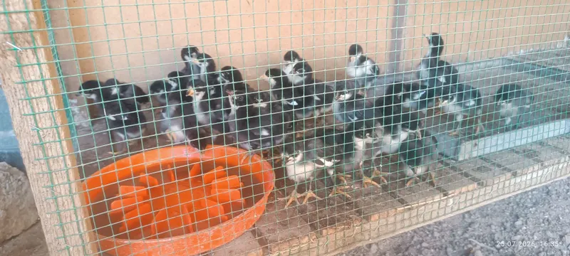 Qora shaxzoda jojalari sotiladi 3