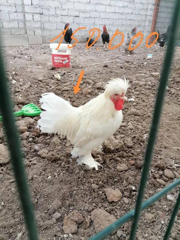 Продаются петухи, цыплята-петушки и японские перепела 5 Продаются петухи, цыплята-петушки и японские перепела 5