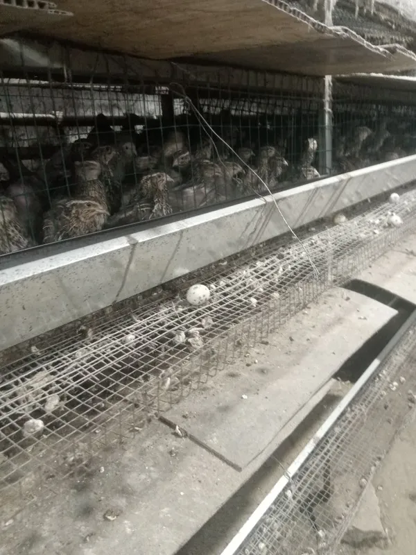 Bedanalar sotiladi zoti yapon manjur 80% tuxumda