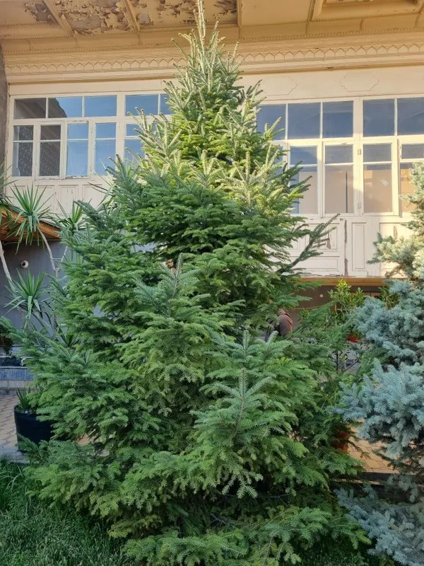 Galuboy yel Pixta,Голубой ёл Пихта — фото 2