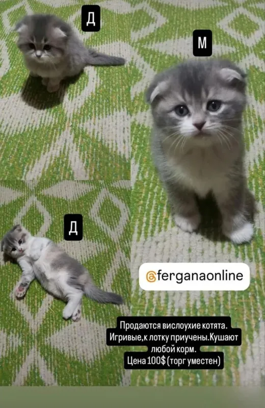 Продаётся котята Продаётся котята
