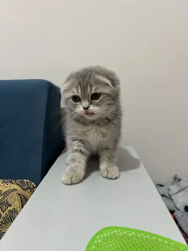 Скоттиш фолд 2та боласи 1 Скоттиш фолд 2та боласи 1