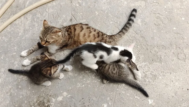Mushuk bolalari bilan 4 Mushuk bolalari bilan 4