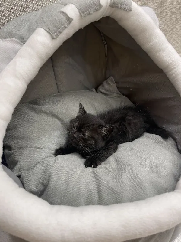 Продается котенка мальчик 1,5 месяца