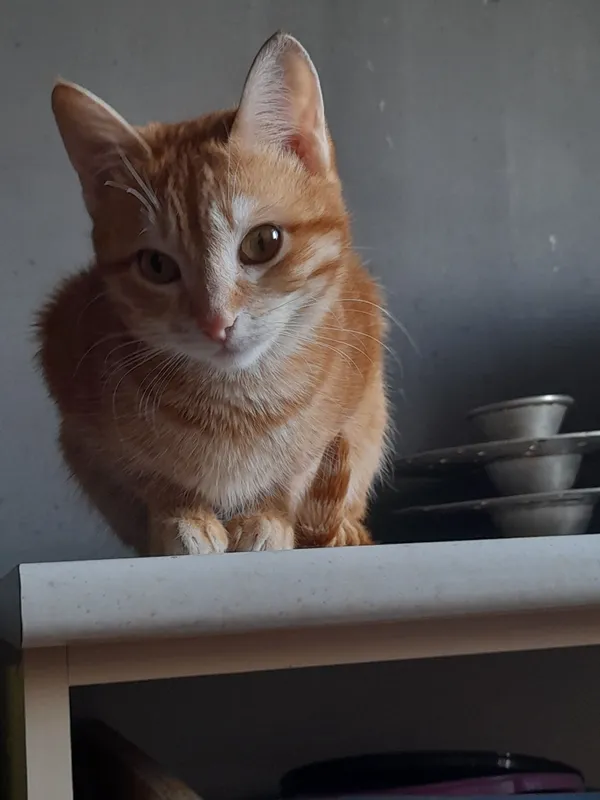 Котёнок в добрые ответственные руки