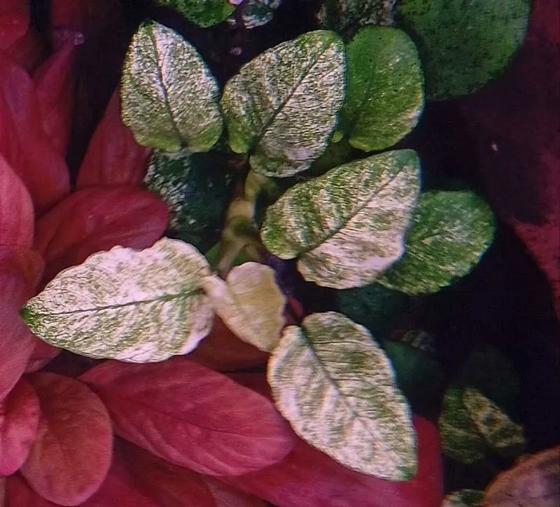 Аквариумное растение Анубиас Пинто (Anubias barteri var. nana Pinto) 4