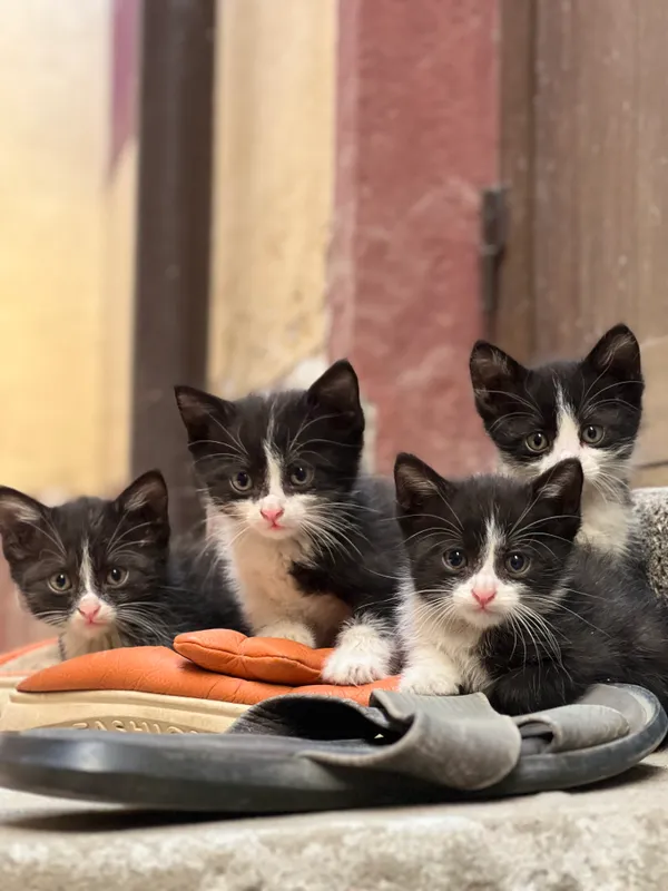 4-месячные котята, не породистые, в подарок 4