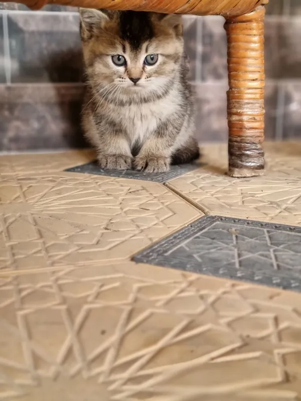 Скотиш фолд и скотиш страйт — фото 2
