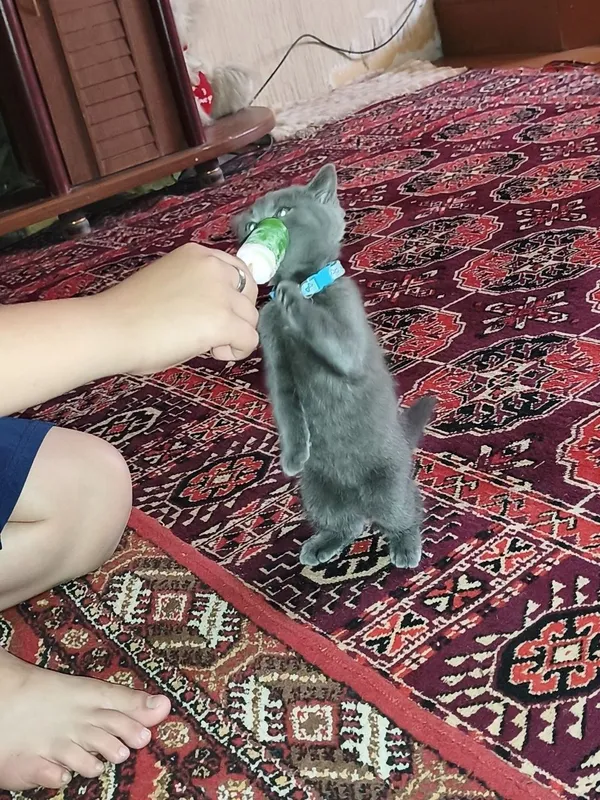 Скоттиш фолд 3 ойлик — фото 2