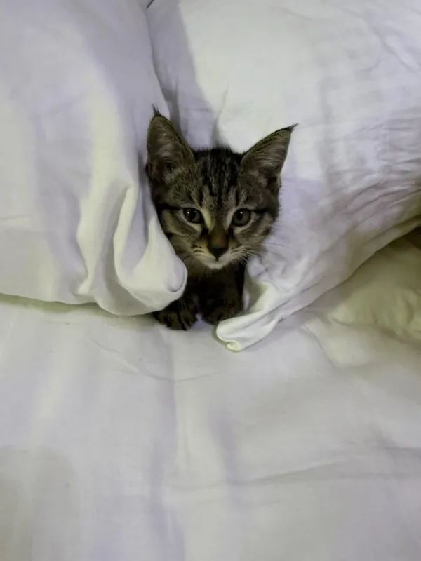 котята даром в добрые руки — фото 4