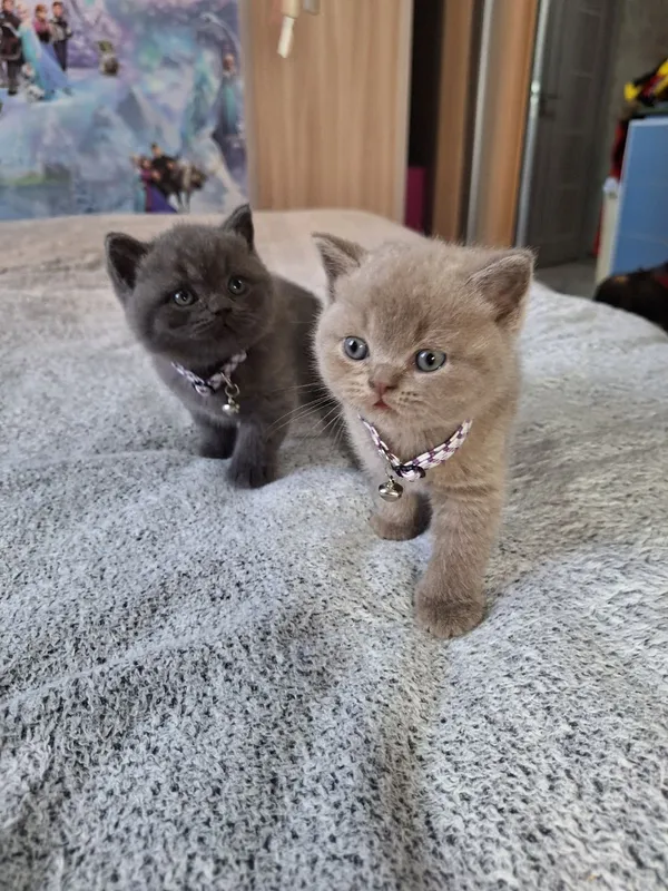 Вязка Чистокровный британский короткошерстный кот — фото 2