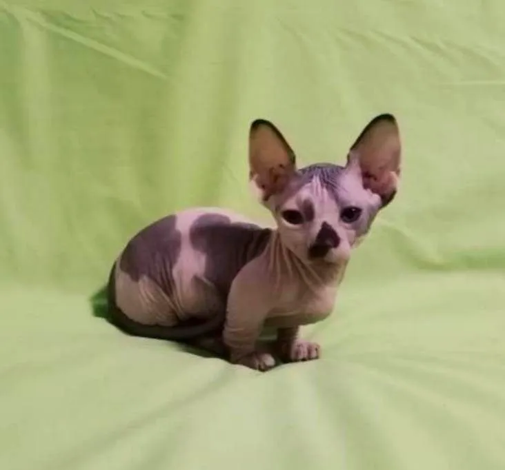 Sfinks 3
