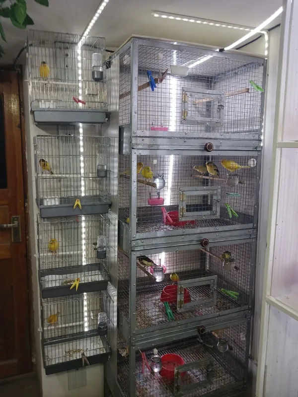 Продаётся канарейки овсяночного напева — фото 2