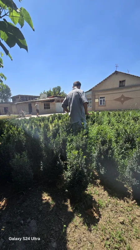 Harxil turdagi archalar va daraxtlar bor — фото 1