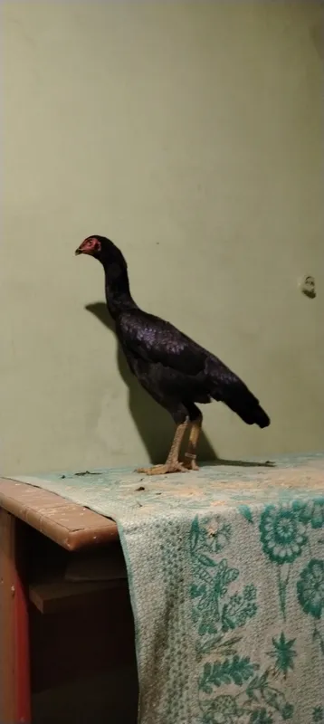 tozasi sotiladi toza kareya zot tel nomer 1 tozasi sotiladi toza kareya zot tel nomer 1