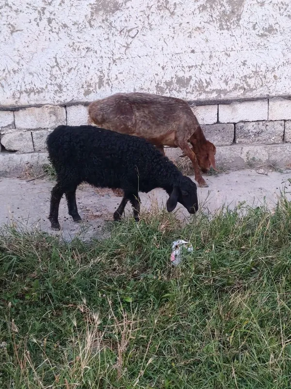 Ona bola qo'y srochna sotiladi 4 Ona bola qo'y srochna sotiladi 4