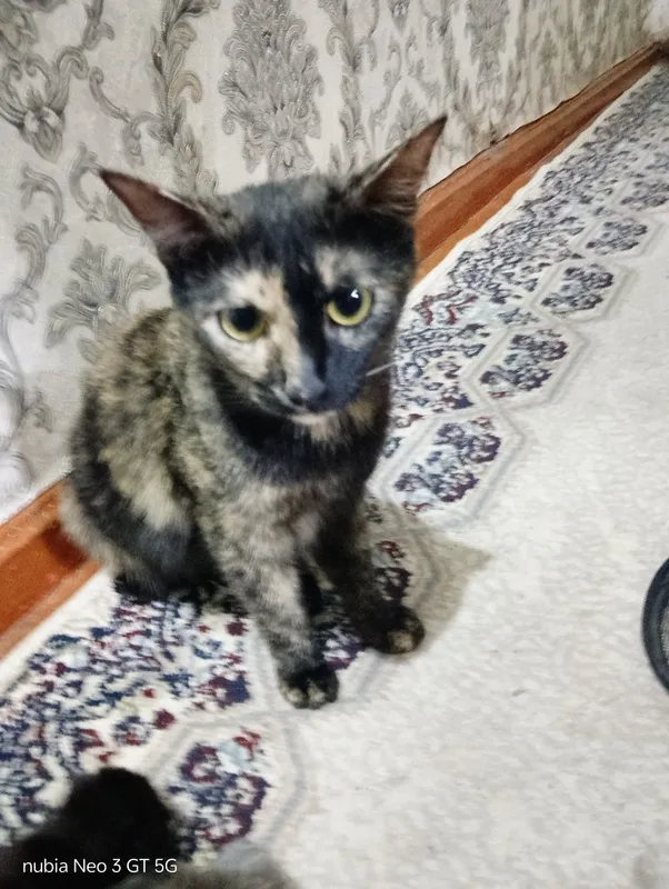 Отдам котят и кошку 3 Отдам котят и кошку 3