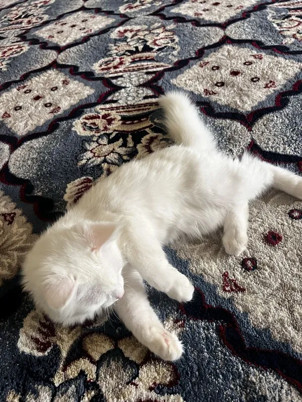 Oq Rangli Turetiskiy angora qiz bolasi