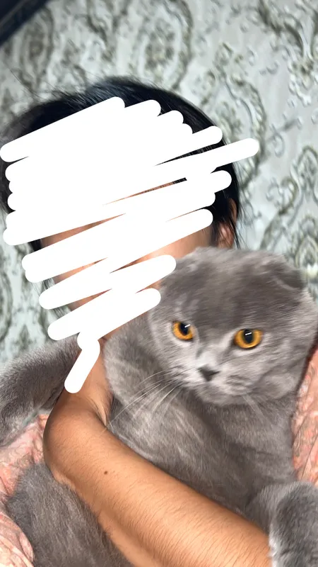 Scottish Fold urg‘ochi mushuk sotiladi 1 Scottish Fold urg‘ochi mushuk sotiladi 1