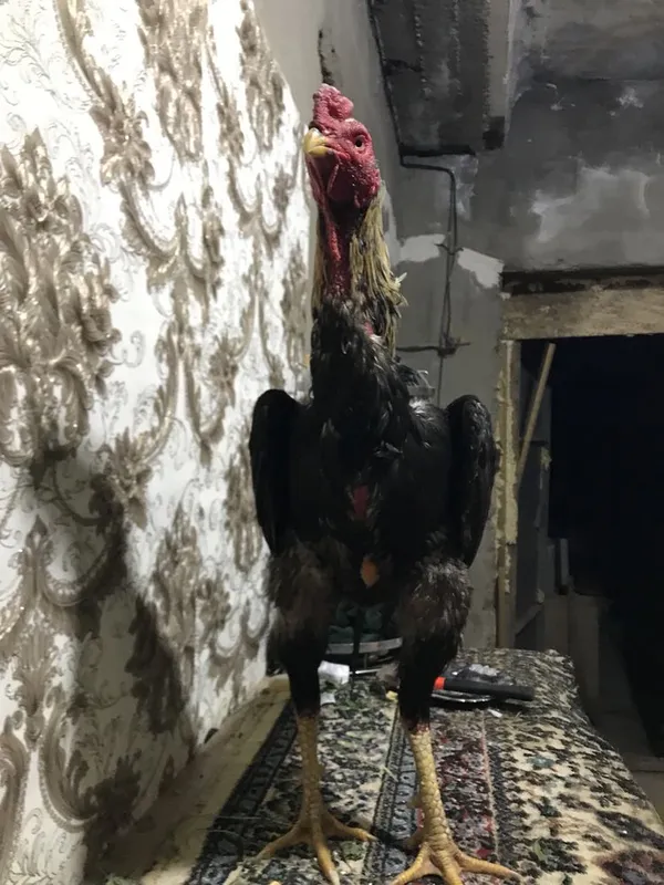 . Yutugli 5 kiloli karis