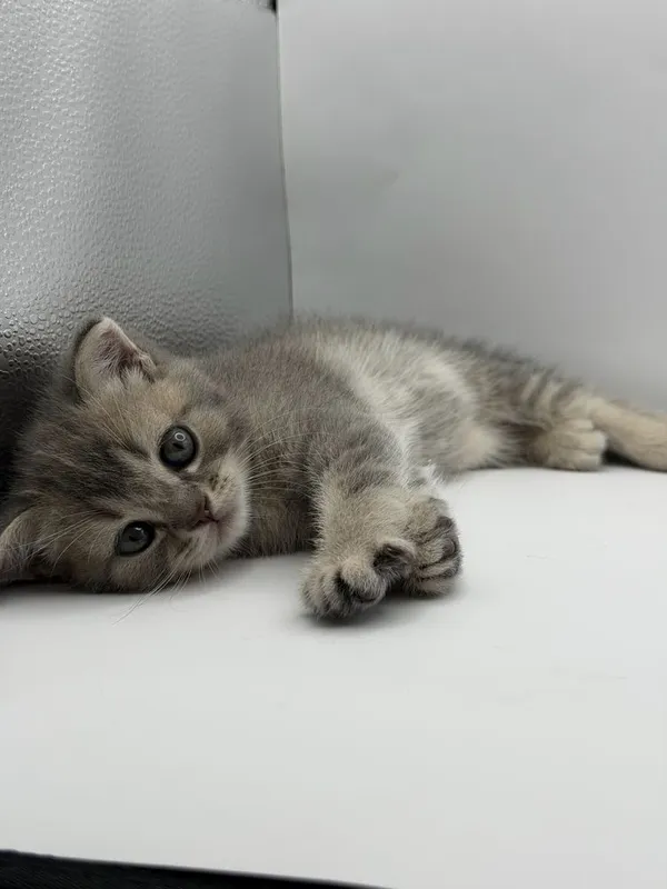 Скотиш фолд мушукча 2 ойли СОТИЛАДИ!!! 4 Скотиш фолд мушукча 2 ойли СОТИЛАДИ!!! 4