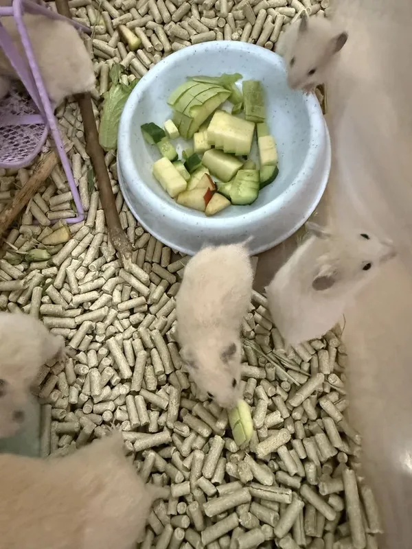 Продаются хомячки сирийские 2