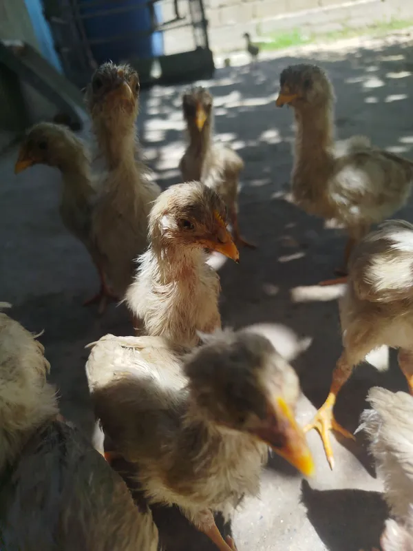 Jõjalar soğlom 1 oylik 7 Jõjalar soğlom 1 oylik 7