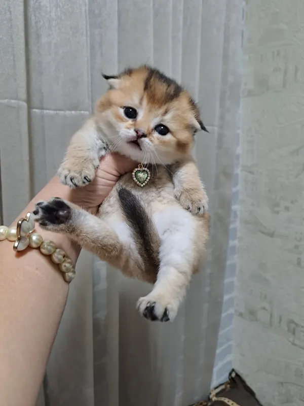 Продаются шикарные котята Скоттиш фолд золотая шиншилла — фото 1