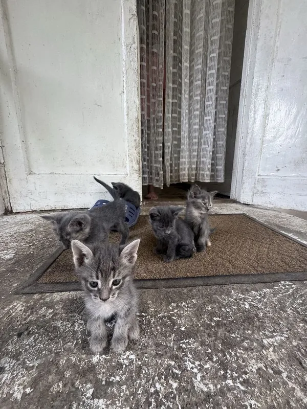 Котята 1,5 месячные! Приучены к лотку! Бесплатно! — фото 7 Котята 1,5 месячные! Приучены к лотку! Бесплатно! — фото 7