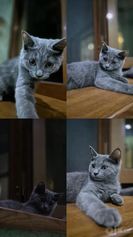 Продаются котята! 2 Продаются котята! 2