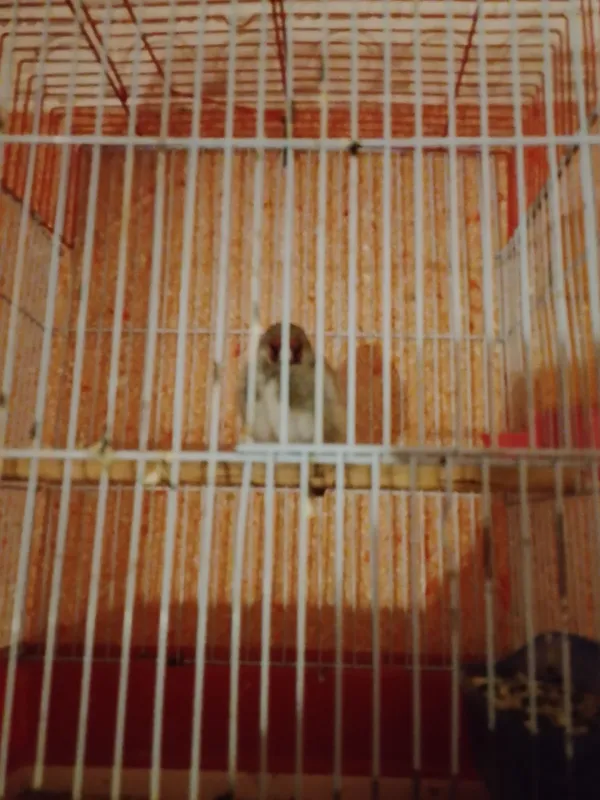 Sava Kokl sotladi sayraydi
