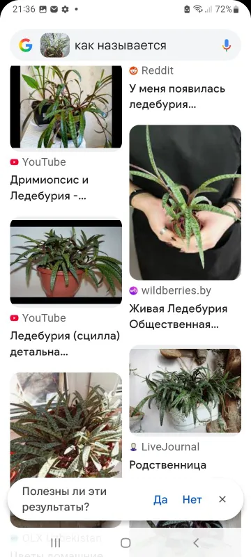 Ledeburiya. Xonaki gul. 4 Ledeburiya. Xonaki gul. 4