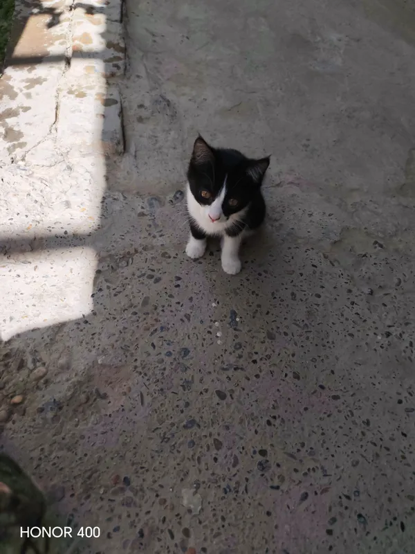 котята — фото 1
