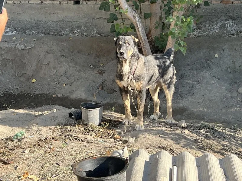 Alabay zotli kuchuklar va onasi sotiladi rasmda otasi bn onasi 1 Alabay zotli kuchuklar va onasi sotiladi rasmda otasi bn onasi 1