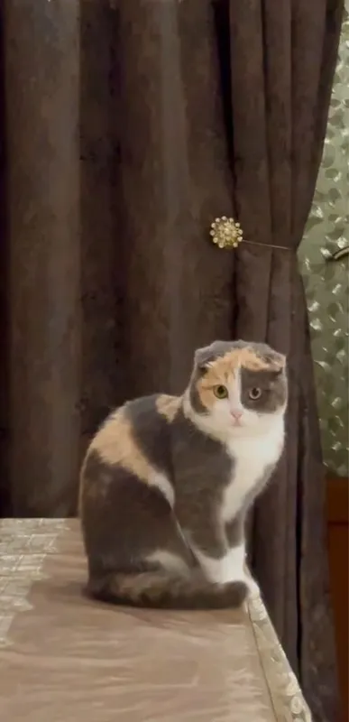 Shotlandiya bukik quloqli mushugi (Scottish Fold) 2 Shotlandiya bukik quloqli mushugi (Scottish Fold) 2