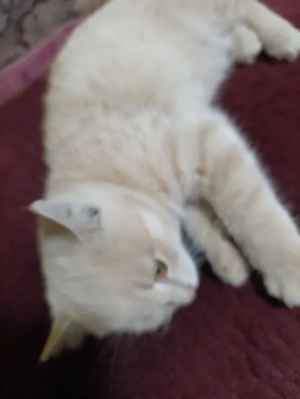 Котёнок, 2 месяца, 3 4 Котёнок, 2 месяца, 3 4