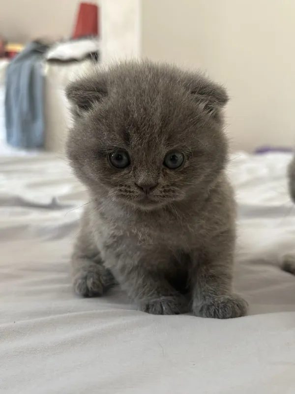Скоттиш фолд , Скоттиш страйт 7 Скоттиш фолд , Скоттиш страйт 7