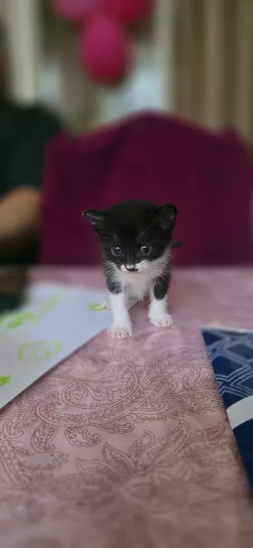 Котята — фото 1