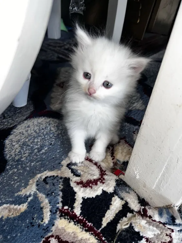 Oq Rangli Turetiskiy angora qiz bolasi — фото 3