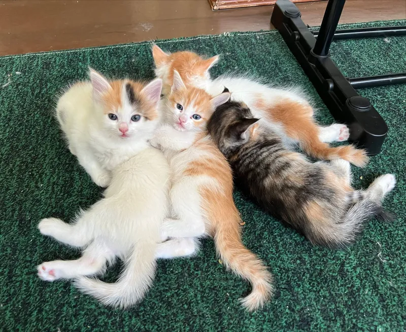 отдам котят в добрые руки 4 отдам котят в добрые руки 4