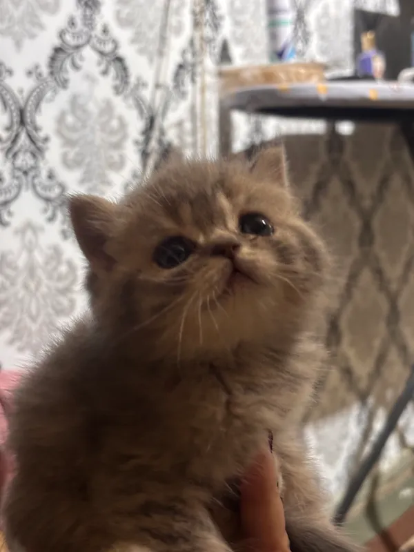 Британский скотч+Британская шиншилла — фото 3